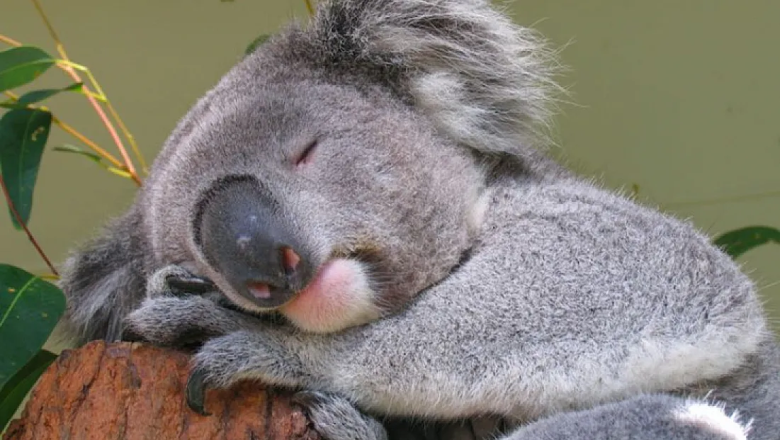 En çok uyuyan hayvan hangisidir?