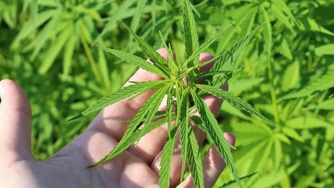 Tıbbi kenevir ürünleri artık eczanelerde satılabilecek