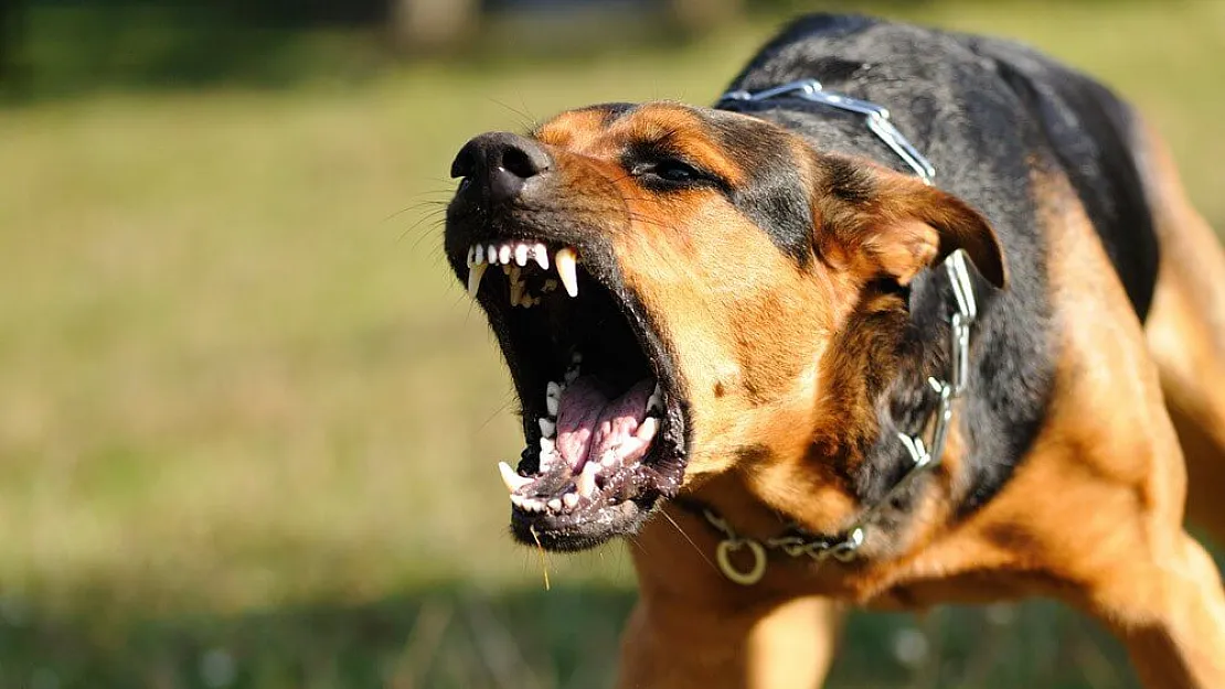 Sokak köpekleri çocuklara saldırdı! 3 çocuktan 2'si yaralandı