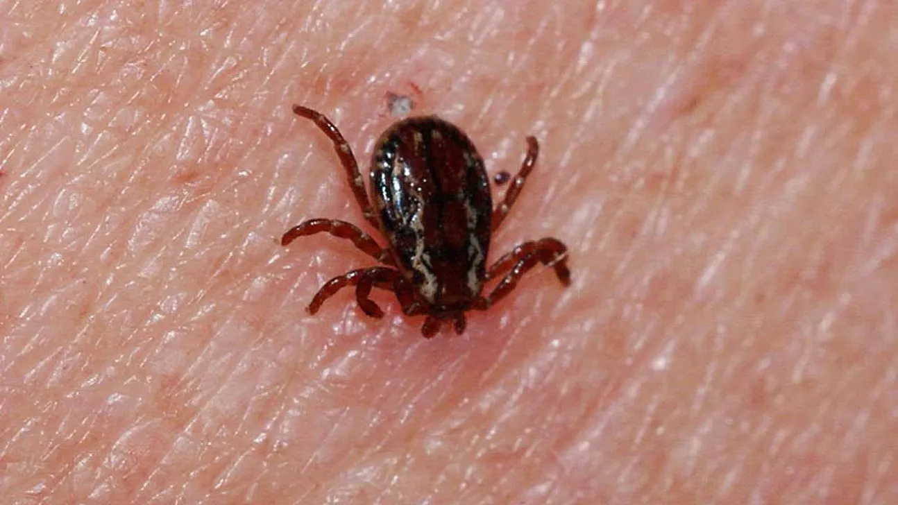 Kayseri'de kene alarmı: Tomarza'da ikinci vaka paniği