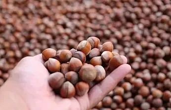 TMO 2025 fındık alım fiyatlarını açıkladı