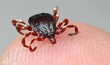 Sivas'ta Kırım Kongo alarmı: 8 vakadan biri hayatını kaybetti