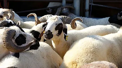 2025 Kurban Kesim Bedeli Belli Oldu: Vekaletle Kurban Ücretleri Ne Kadar?