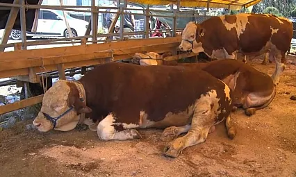 Türkiye genelinde Şap alarmı: 81 ilde hayvan pazarları geçici kapatıldı