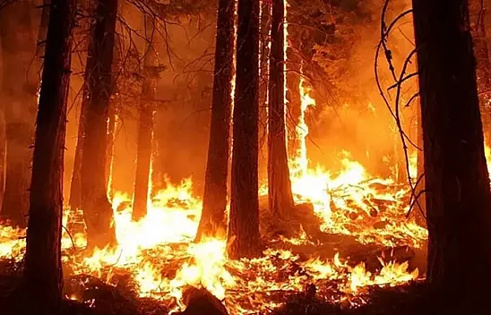 Orman yangını en çok hangi bölgelerde görülür?
