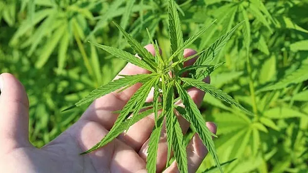 Tıbbi kenevir ürünleri artık eczanelerde satılabilecek