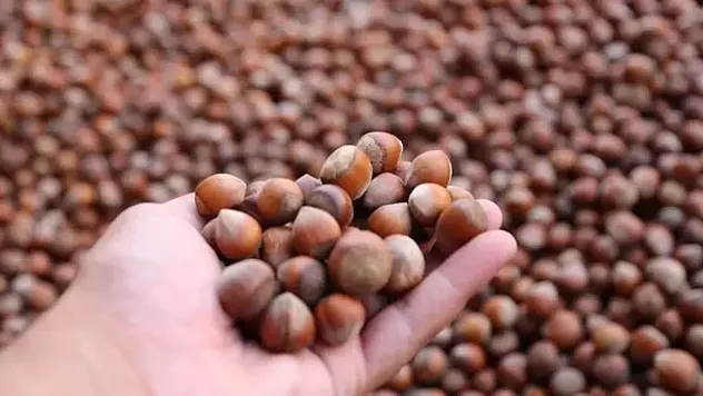 TMO 2025 fındık alım fiyatlarını açıkladı