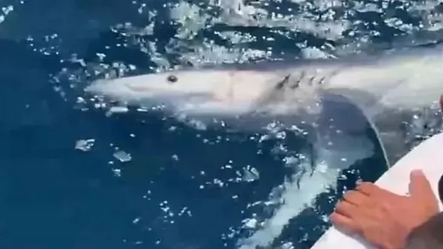 Türkiye kıyılarında tehlike: Gökçeada'da mavi köpekbalığı görüldü