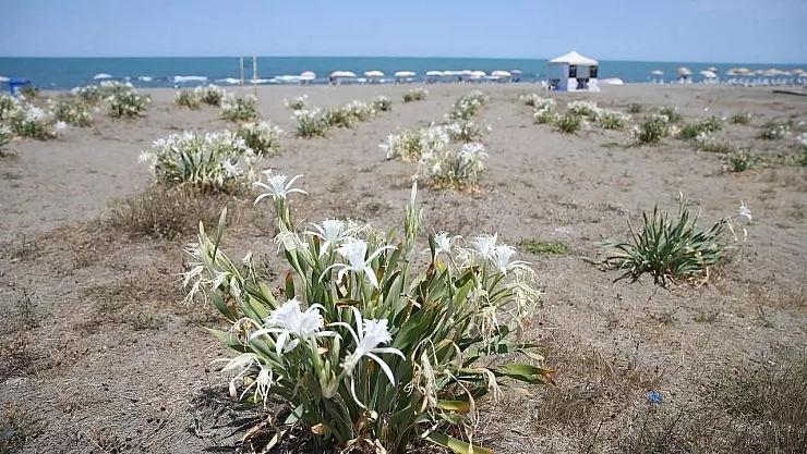 Bu çiçeğe dokunan yandı! Yanlışlıkla bile koparana 80 bin ila 220 bin TL arasında ceza! İşte o bitki