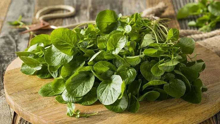 Sigara kullanan herkese bu besin öneriliyor! İşte tere otunun saymakla bitmeyen faydaları