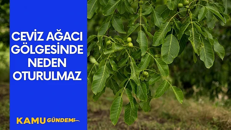 Ceviz ağacının altında neden uyunmaz hiç merak ettiniz mi? Herkes yanlış biliyor! İşte gerçeği