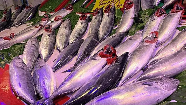 Bu sene palamut bolluğu yaşanıyor! Balık fiyatları bu sene artış mı bekleniyor?