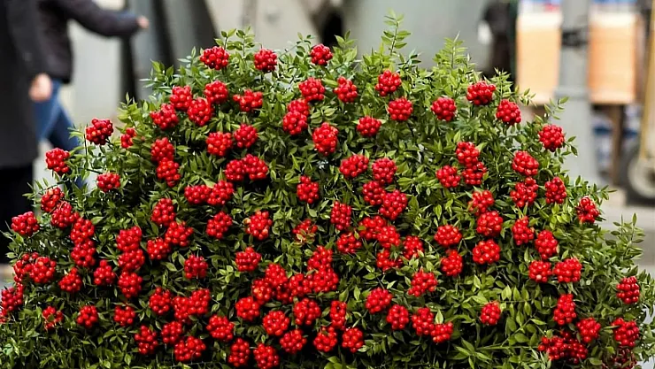 Yılbaşının bereketi simgeleyen çiçeği kokina kuyruk oluşturuyor! Kokina ne anlama geliyor?