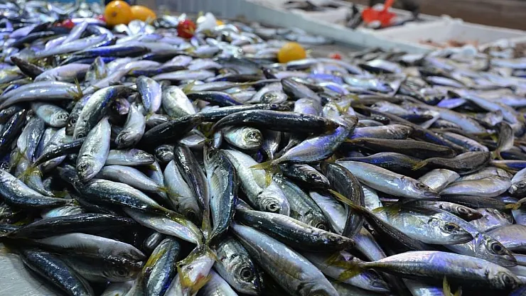 Hamsinin ardından istavrit sezonu başladı! Kilosu 50 TL'den satılıyor