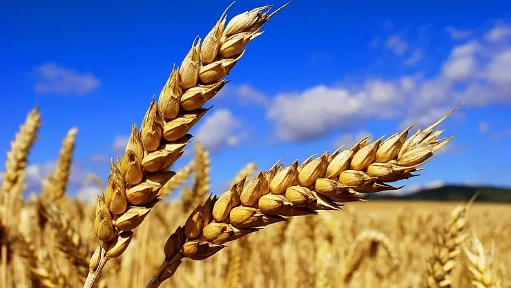 2022 Küresel gıda fiyat endeksi açıklandı!