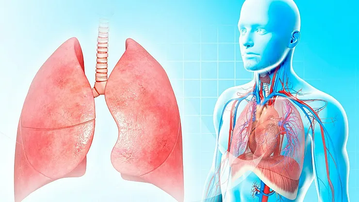 Bu besin ciğerleri yeniliyor! Vücuttaki iltihabı söküp atıyor