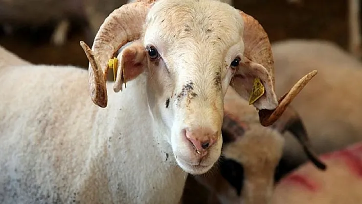 2023 Kurban Bayramı ne zaman? Kurban Bayramı tatili kaç gün sürecek? Diyanet 2023 bayram takvimi belli oldu!