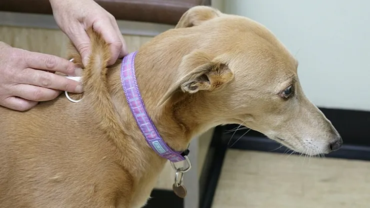 Evcil hayvan sahiplerinin dikkatine! Kimlik yaptırmayana cezası bu kadar olacak