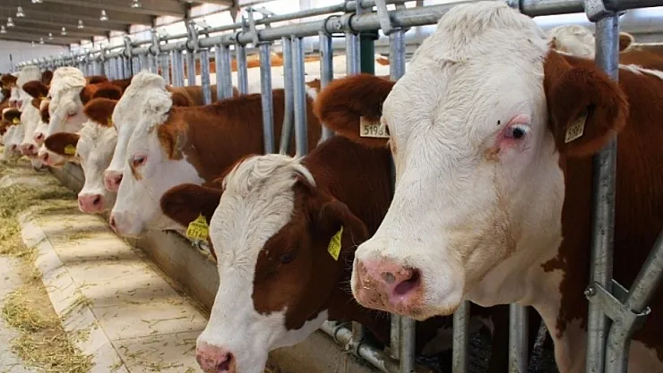Tüm çitçilerin dikkatine! Büyükbaş hayvan hibe kredi şartları belli oldu!