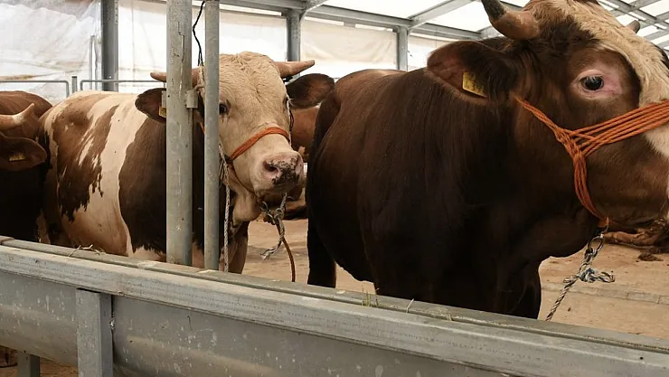 Uzman isim anlattı! Şap hastalığı rüzgar  yoluyla bulaşabiliyor!