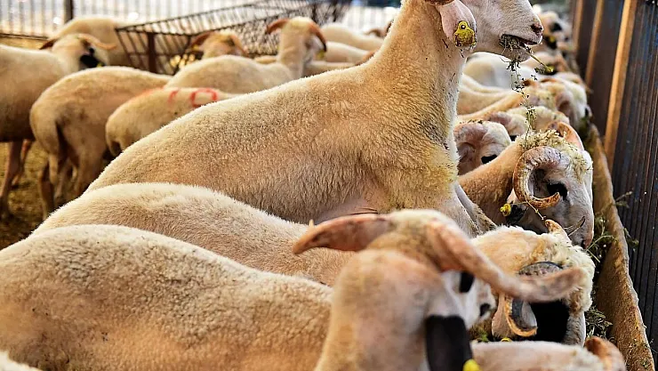 Kurban kesmek artık hayal oldu: Büyükbaş ve küçükbaş kurban fiyatlarına yüzde 150 zam! İşte fiyatlar