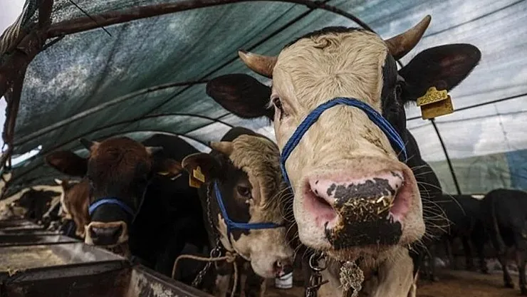 Bayrama sayılı gün kala açıklandı! KURBAN FİYATLARI 2023 TAM LİSTE: Büyükbaş küçükbaş kurban fiyatı