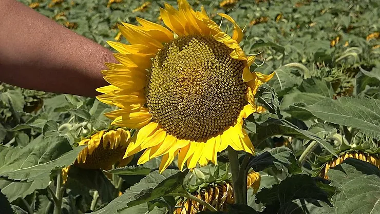 Ayçiçek Üreticileri Resmen Ayaklandı: Maliyet Artıyor, Fiyatlar Geride Kalıyor