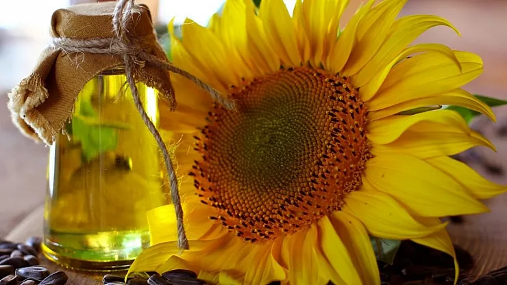 Küresel Ayçiçek Yağı Bolluğu: Rekor Üretime Doğru