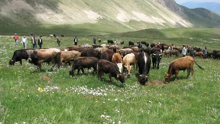 Türkiye'nin Tarım ve Hayvancılık Krizi: Üretimde Alarm Zilleri Çalıyor!