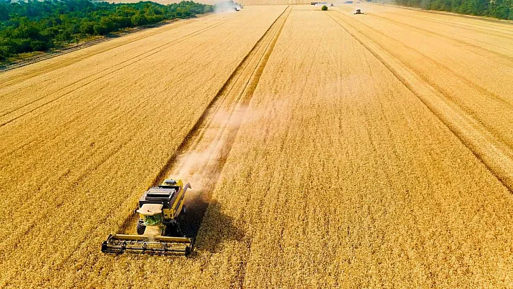 Bol Buğday, Fiyatları Üç Ayın Dip Seviyesine Çekti: Düşüş Devam Edecek mi?