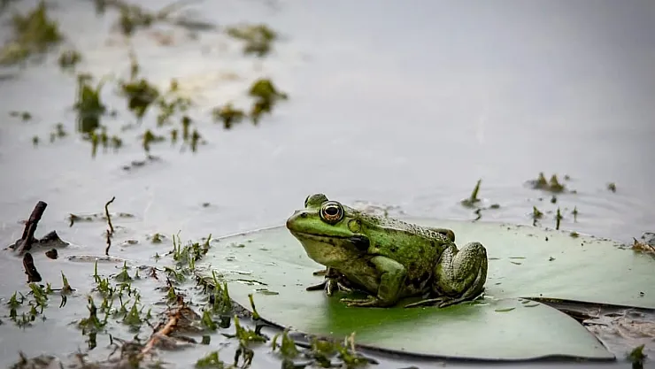 Fransa'nın Kurbağa İthalatı Çevre ve Hayvan Hakları İçin Tehlike Arz Ediyor