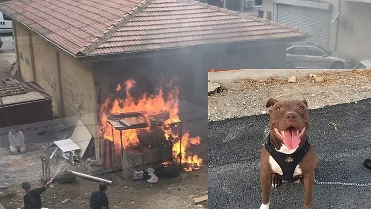 Şila isimli köpeği yakarak öldürdü! Mahkeme kararını verdi: Hapis cezası aldı