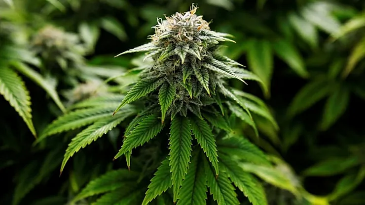 Almanya'da Esrar Kullanımı Artık Yasal: Yeni Dönemin Kapıları Açılıyor