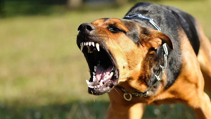 İkiz çocuklara başıboş köpekler saldırdı! Resmen dehşet saçtı: Fena yaralandı