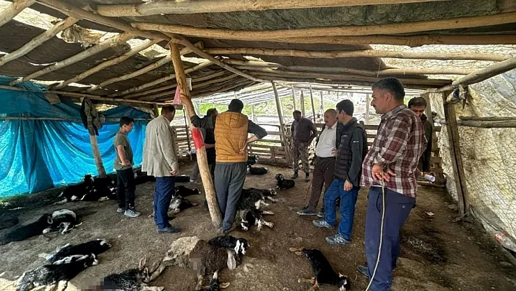 Diyarbakır Kulp'ta Sahipsiz Köpeklerin Saldırısında 45 Keçi Telef Oldu