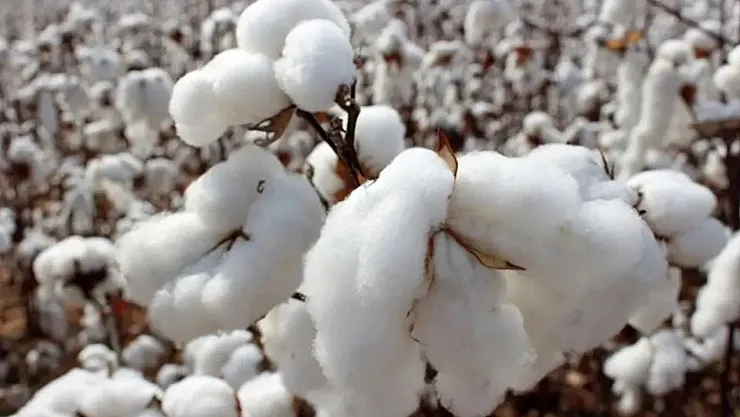 Pamuk Fiyatları Neden Düşüyor? ABD Vadeli İşlemleri Dört Ayın En Düşüğüne Geriledi