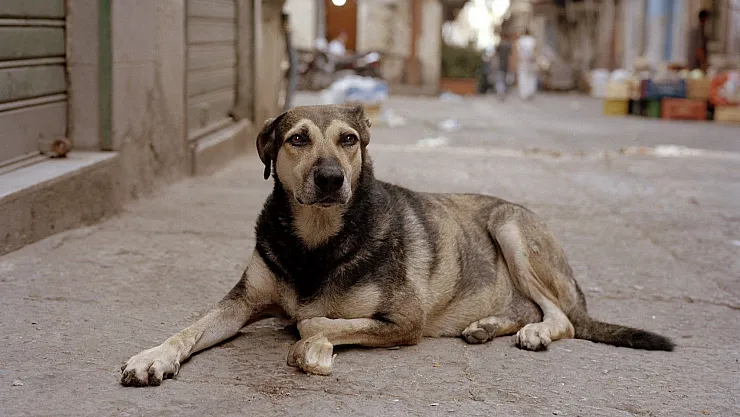 Başıboş sokak köpekleri sorunu: Az önce kritik açıklama geldi! İşte 5 maddelik açıklama