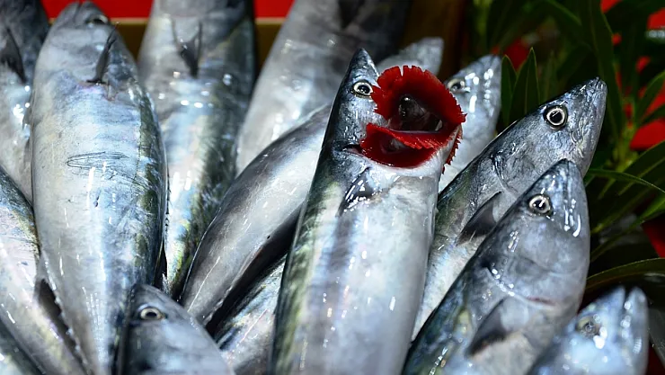 Palamut Bolluğu Fiyatları Düşürdü: Tezgahlarda 40 TL