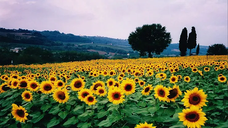 İlk Kez Ekilen Ayçiçekleri Bölgeyi Sarıya Boyadı: Kelkit Vadisi'nde Yeni Gelir Kapısı