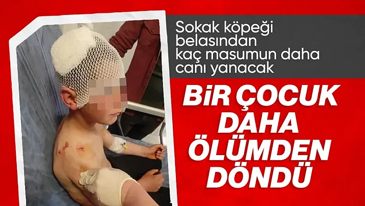Isparta'da Korku Dolu Anlar: Başıboş Köpekler 9 Yaşındaki Çocuğu Parçaladı!