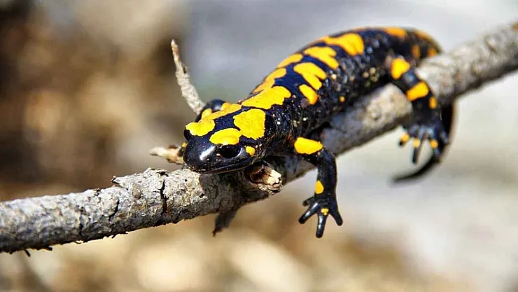 Adıyaman'da Mucize An: Devletin Göz Bebeği Sarı Benekli Semender Toprakta Sürünürken Yakalandı!