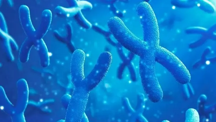 Y Kromozomu kayboluyor: İnsanlık tehlikede mi?