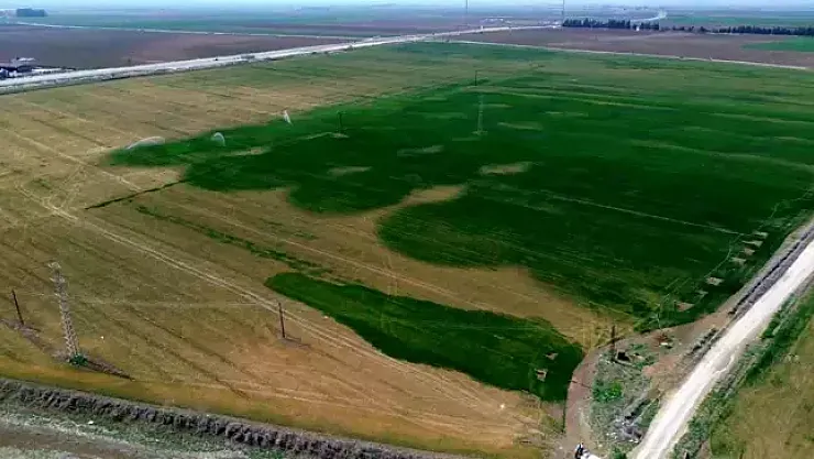 Hatay'da Kuraklık Tehlikesi: Tahıl Üretiminde Büyük Verim Kaybı Bekleniyor