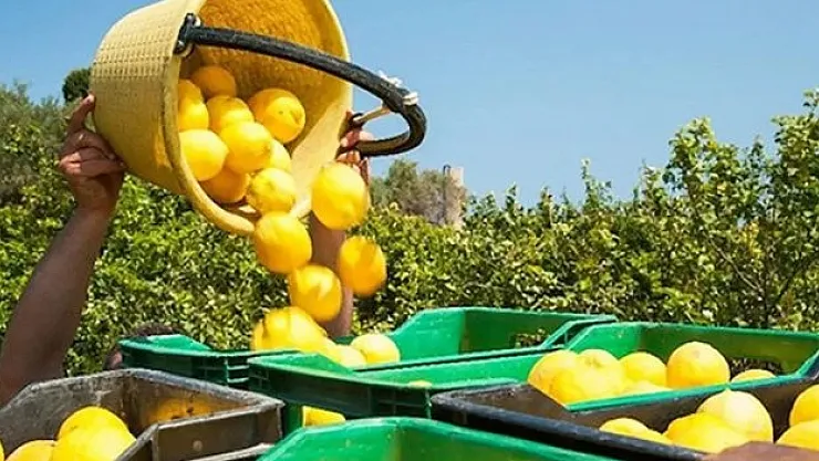 Limon fiyatlarında yeni dönem: İstikrar ve mücadele