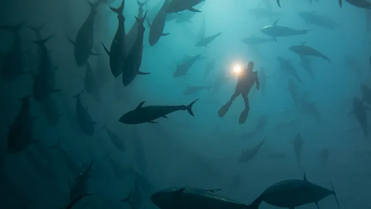 'NASA'nın SWOT Uydusu Okyanusların Gizemini Çözüyor: 100 Bin Yeni Denizaltı Dağı Keşfedildi!'