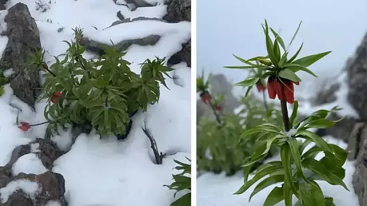 Karların Gizlediği Gözyaşları: Bir Doğa Harikasının Peşinde 7 Kilometrelik Yolculuk