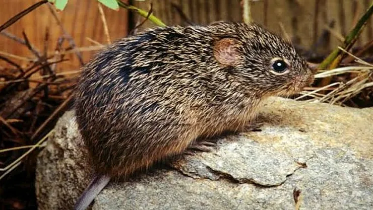 Kırsal bölgelerde hantavirüs riski: Uzmanlardan uyarı