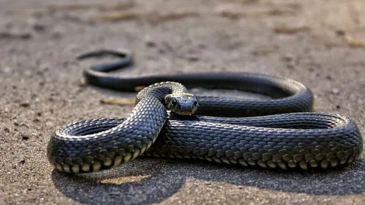 Rüyada Yılan Görmek Ne Anlama Gelir?