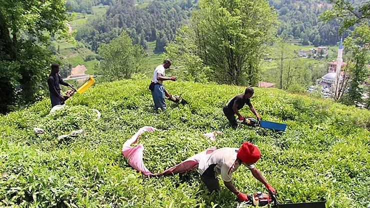 ÇAYKUR 1500 işçi alımı kuraları ne zaman çekilecek?