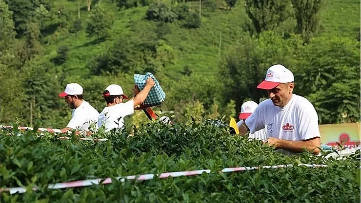 ÇAYKUR 1.500 Mevsimlik İşçi Alımı gerçekleştirecek